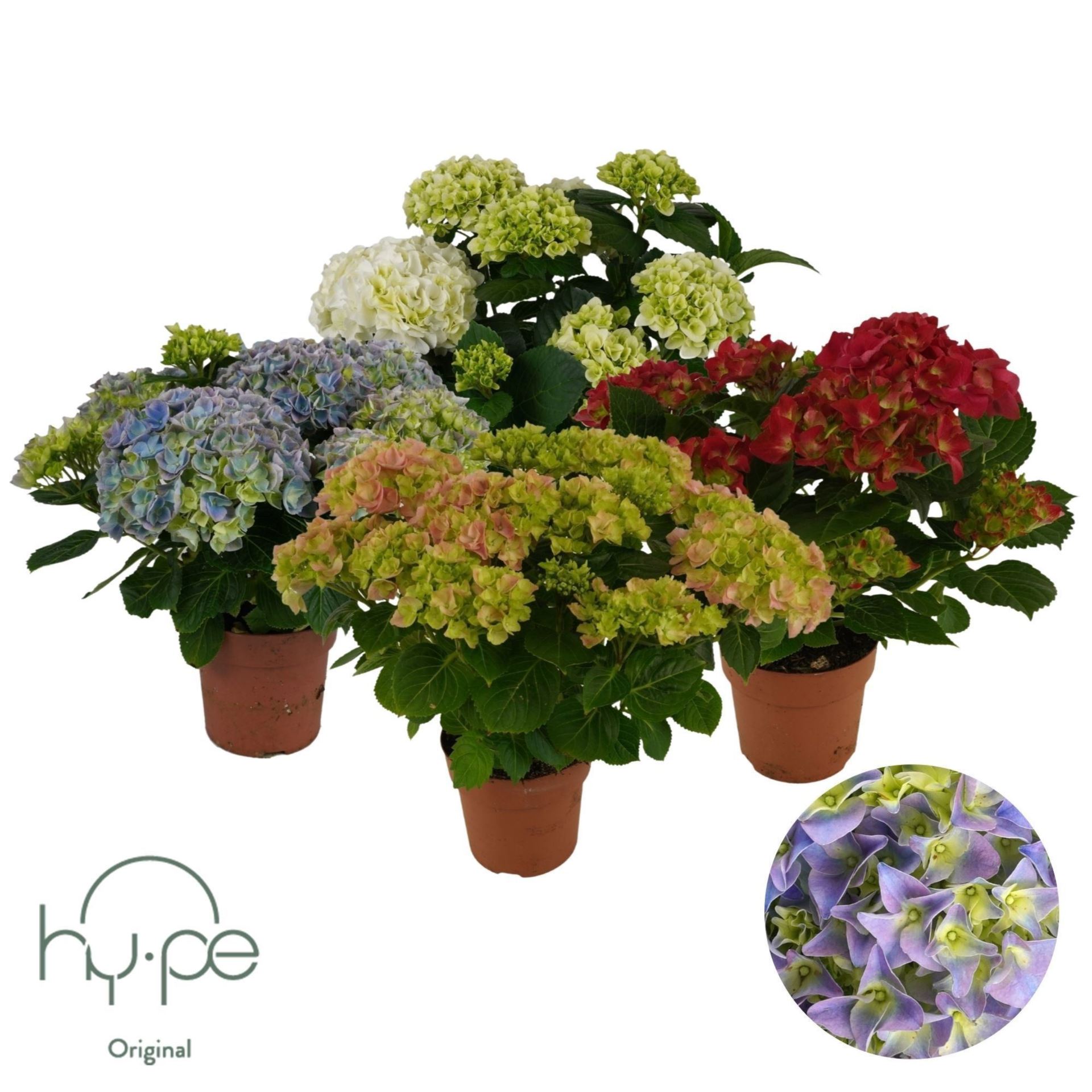 Hydrangea Mix 14Ø 40cm 7bl