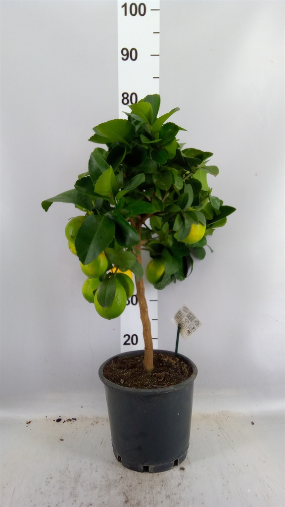 Citrus Limon 21Ø 70cm
