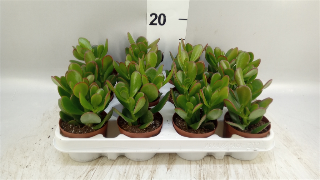 Crassula Ovata 8Ø 10cm
