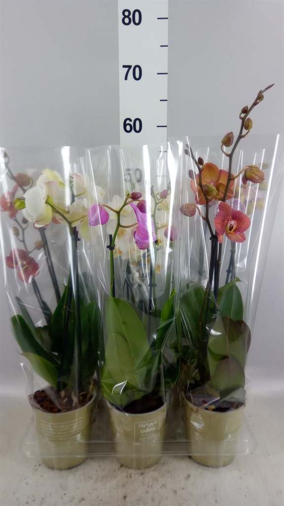 Phalaenopsis Mix 12Ø 50cm 2st