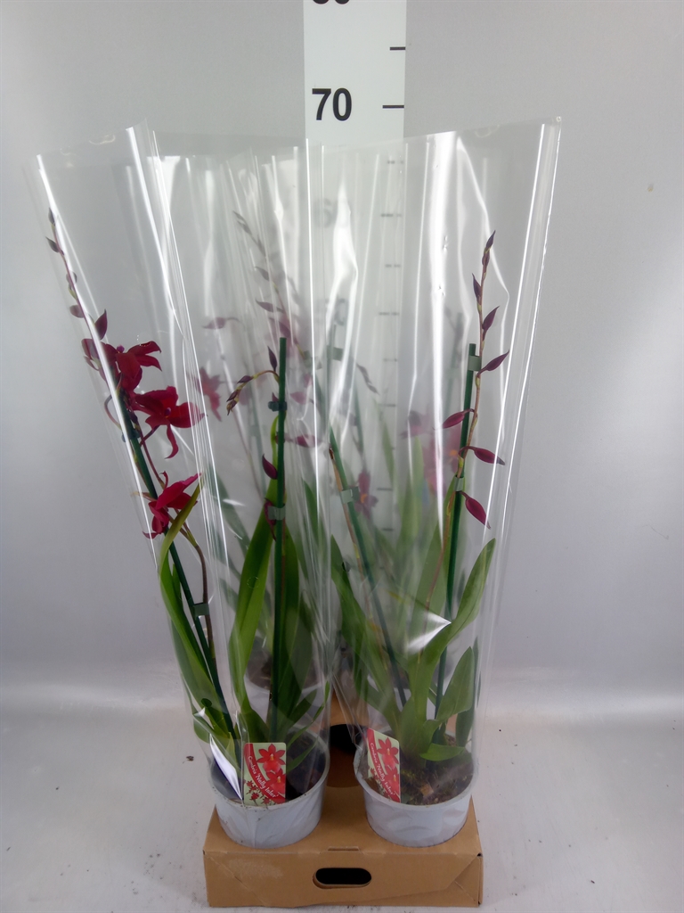 Burrageara Nelly Isler 12Ø 55cm