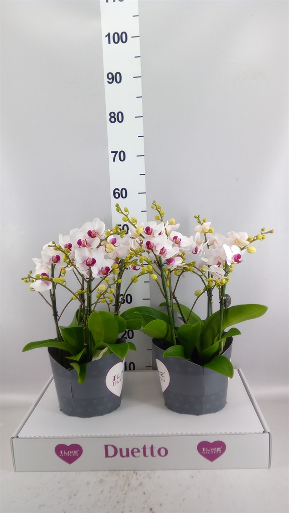 Phalaenopsis Multiflora Safe Haven 17Ø 50cm 4st