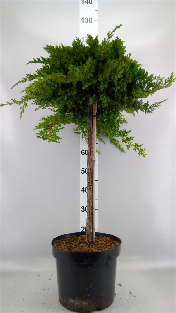 Juniperus Nana 28Ø 80cm