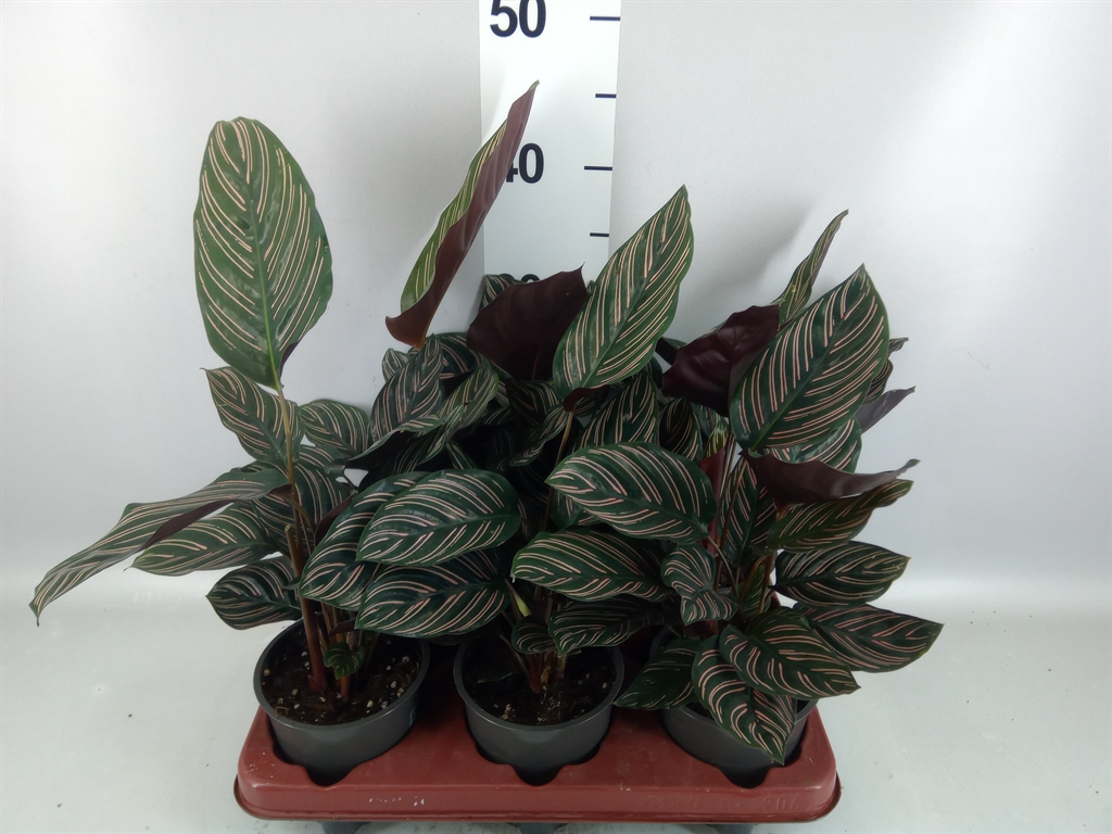 Calathea Sanderiana 12Ø 35cm