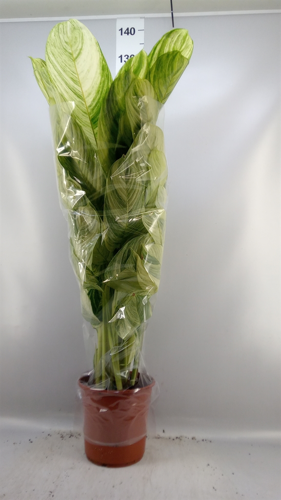 Ctenanthe Overig 24Ø 110cm