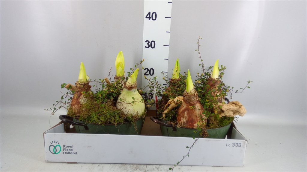Arr Hippeastrum 25Ø