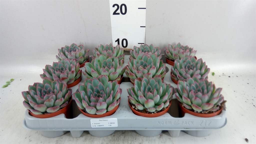 Echeveria Apus 8Ø 10cm