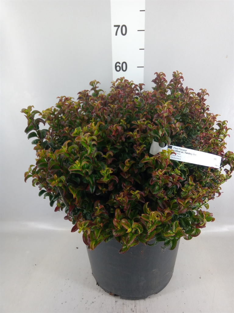 Leucothoe Twisting Red 32Ø 50cm