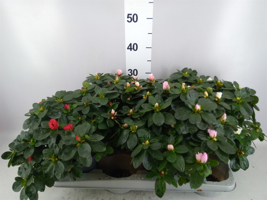 Rhodo Si Gemengd 14Ø 30cm