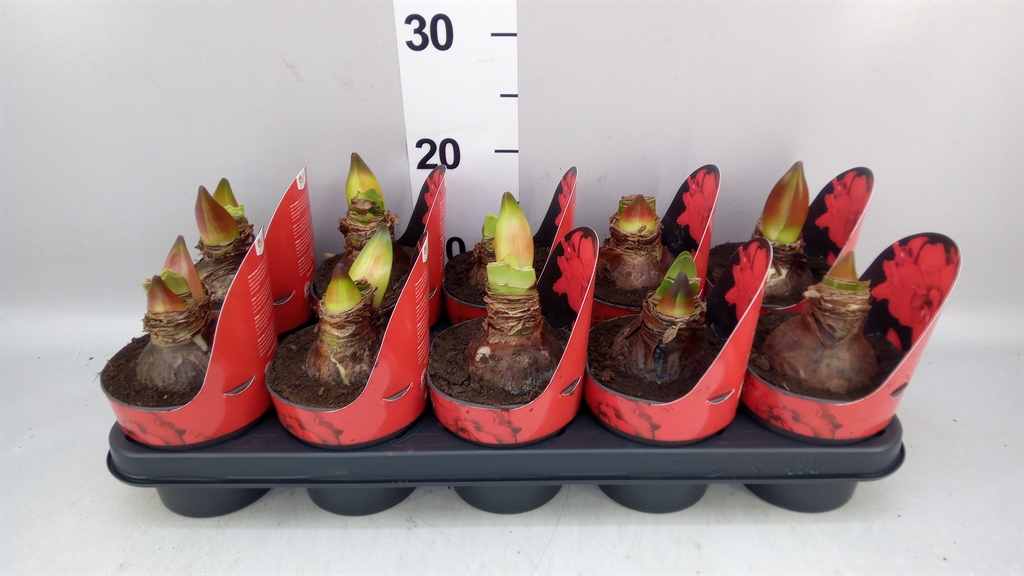 Hippeastrum Double King 12Ø 25cm