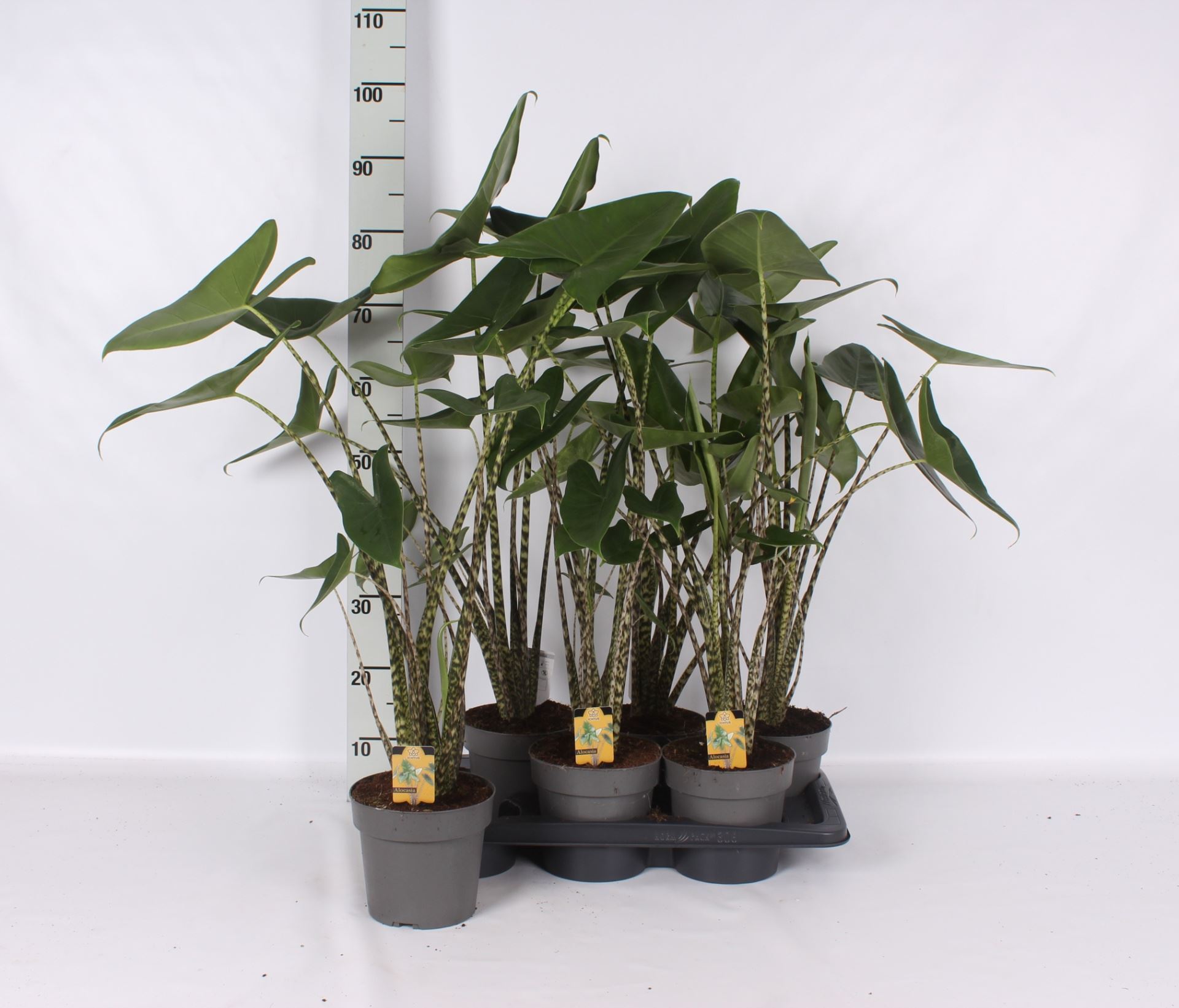 Alocasia Zebrina 17Ø 80cm