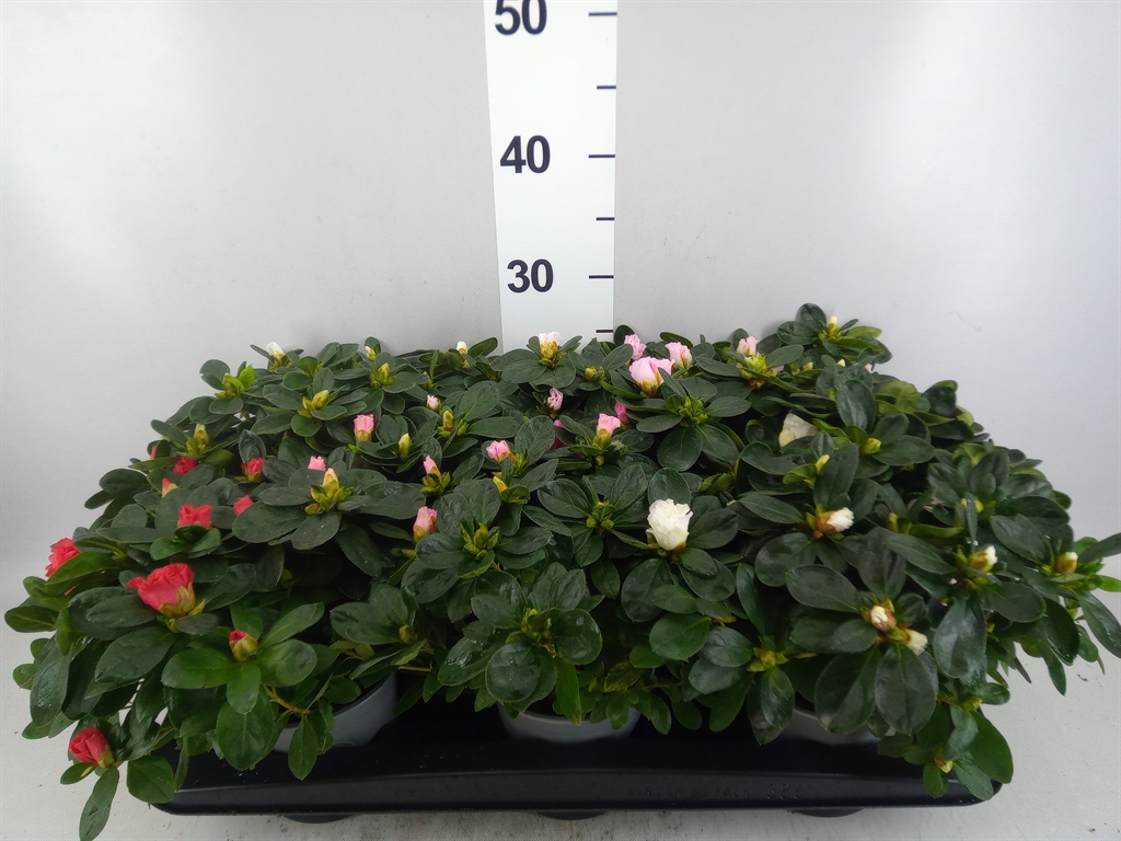 Rhodo Si Overig 12Ø 25cm