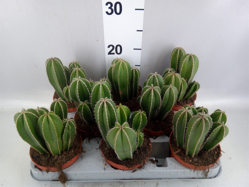 Cereus 510Ø