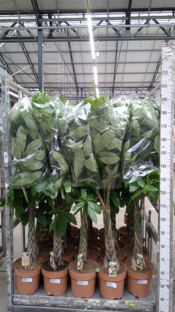 Pachira Aquatica 27Ø 160cm