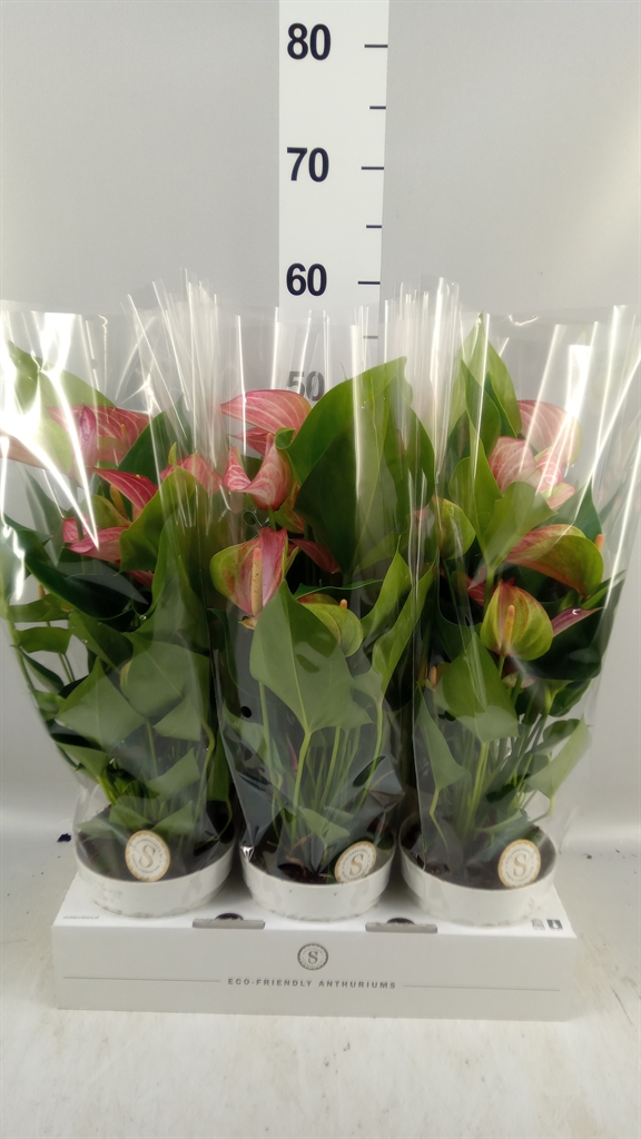 Anthurium Livium Red 14Ø 50cm