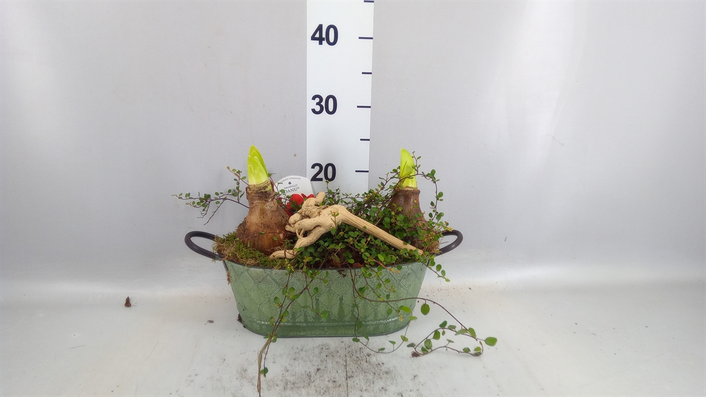 Arr Hippeastrum 29Ø
