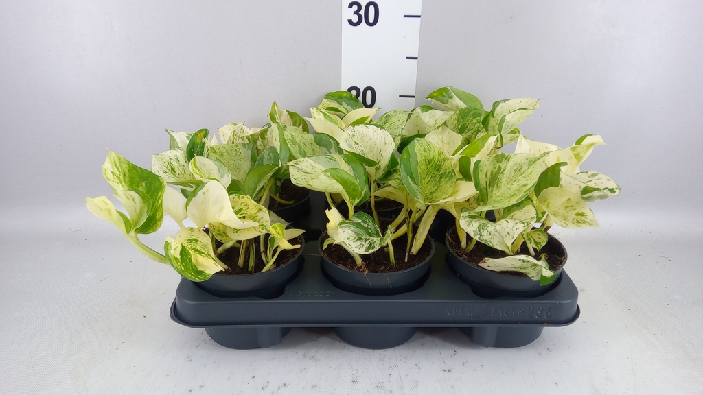 Epipremnum Happy Leaf 12Ø 20cm