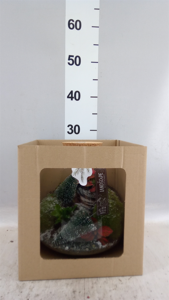 Arrangement Christmas 23Ø