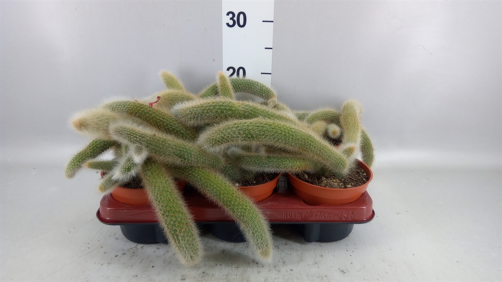 Cactus Hangplant 13Ø 15cm