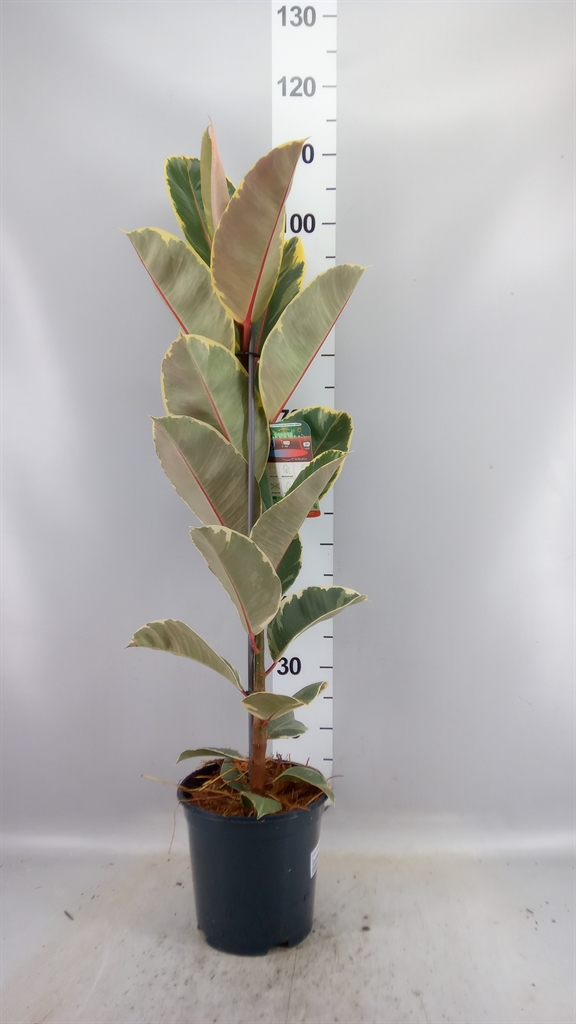 Ficus Tineke 21Ø 100cm