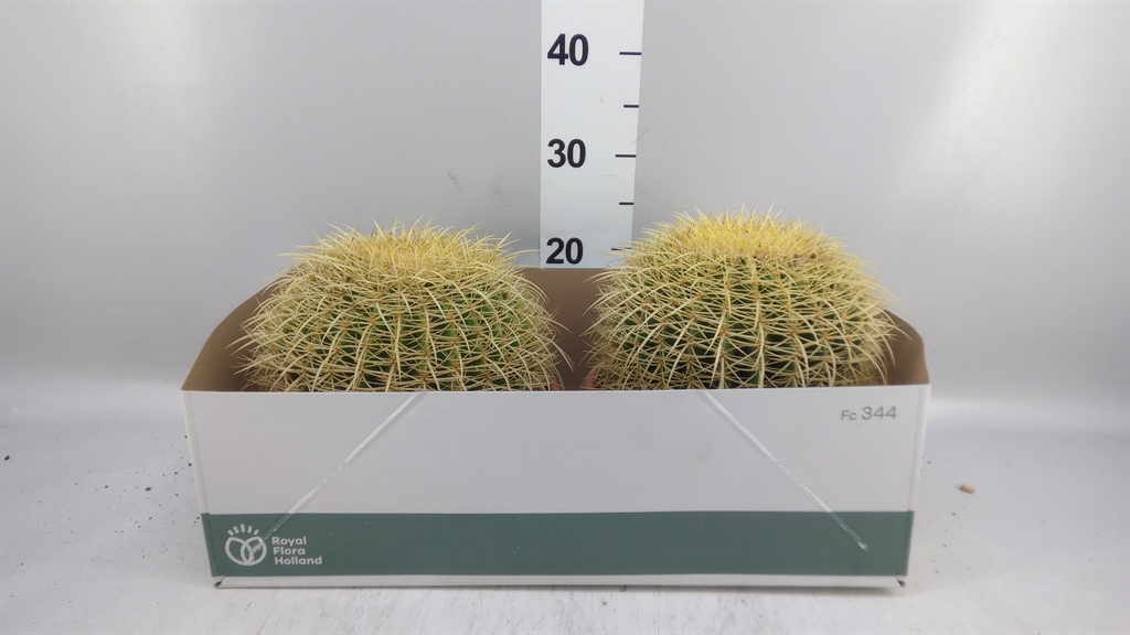 Echinocactus Grusoni 25Ø