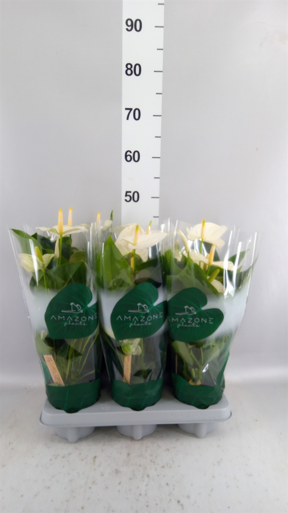 Anthurium Samora 12Ø 35cm