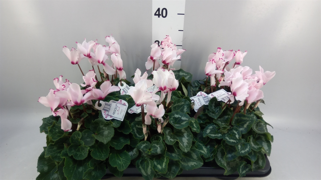 Cycl Grbl Overig 13Ø 30cm
