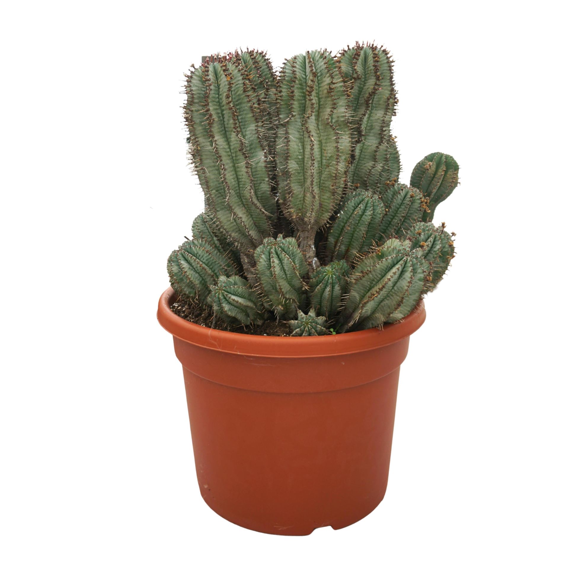 Euphorbia Horrida 43Ø 80cm