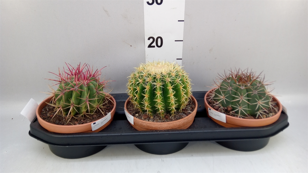 Cactus Overig 17Ø 20cm