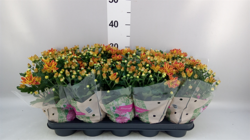 Chrysanth Artistic Armin 12Ø 26cm