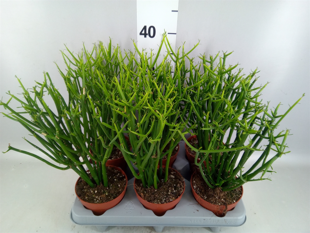 Euphorbia Tirucalli 12Ø 40cm
