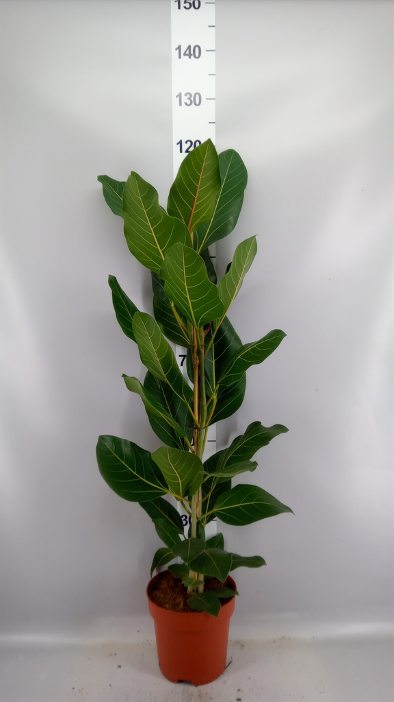 Ficus Benghalensis Joy 21Ø 110cm