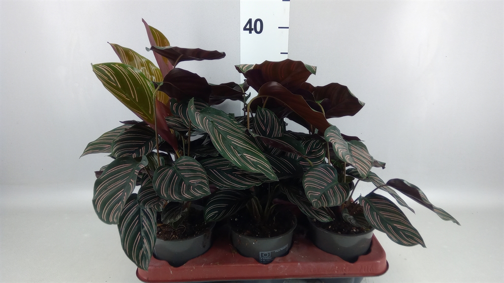 Calathea Sanderiana 12Ø 35cm