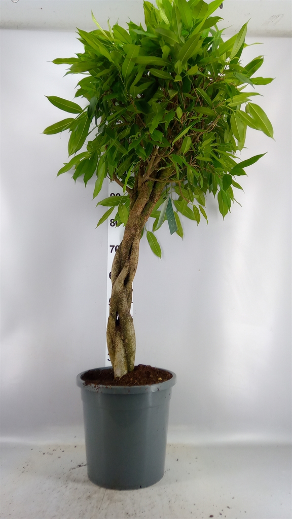Ficus Amstel King 31Ø 125cm