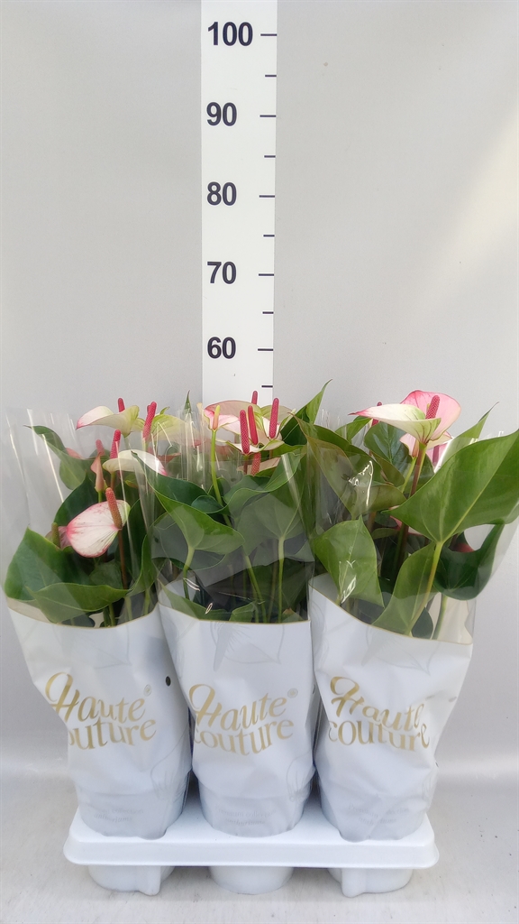 Anthurium Princess Amalia Elegance 14Ø 50cm