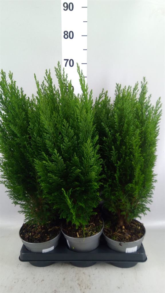 Chamaecyparis Ellwoodii 15Ø 55cm