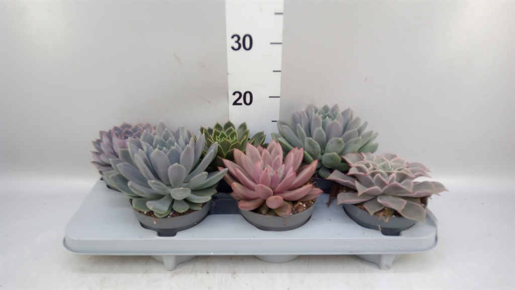 Echeveria Mixed 13Ø