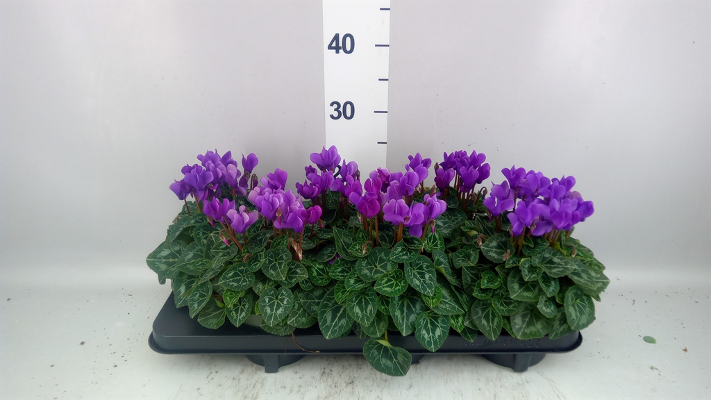 Cyclamen Persicum Ssdblue001 13Ø 30cm