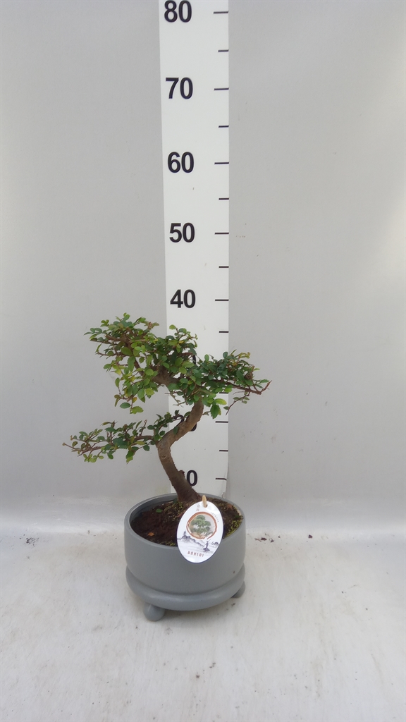 Bonsai Mix 17Ø 35cm