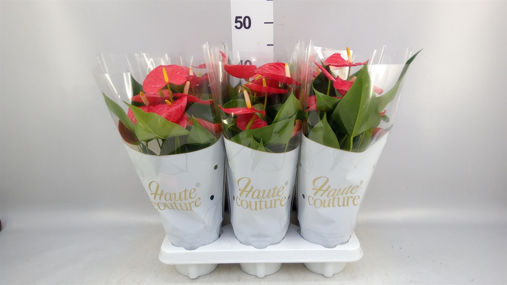 Anthurium Esudo 12Ø 40cm