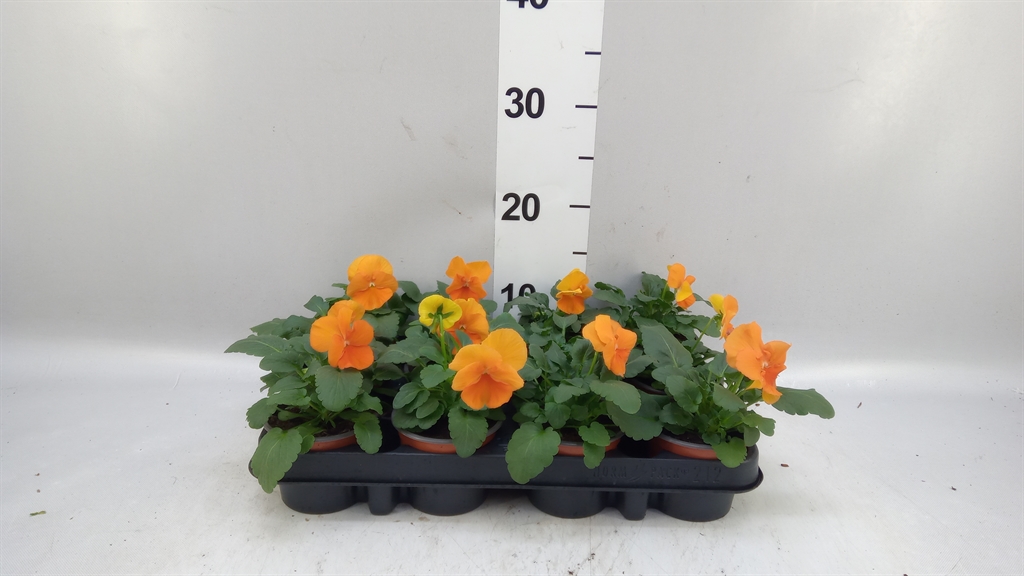 Vio Alpha Orange 9Ø 15cm