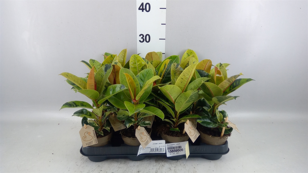 Ficus Mix 4 Spieces 9Ø 30cm