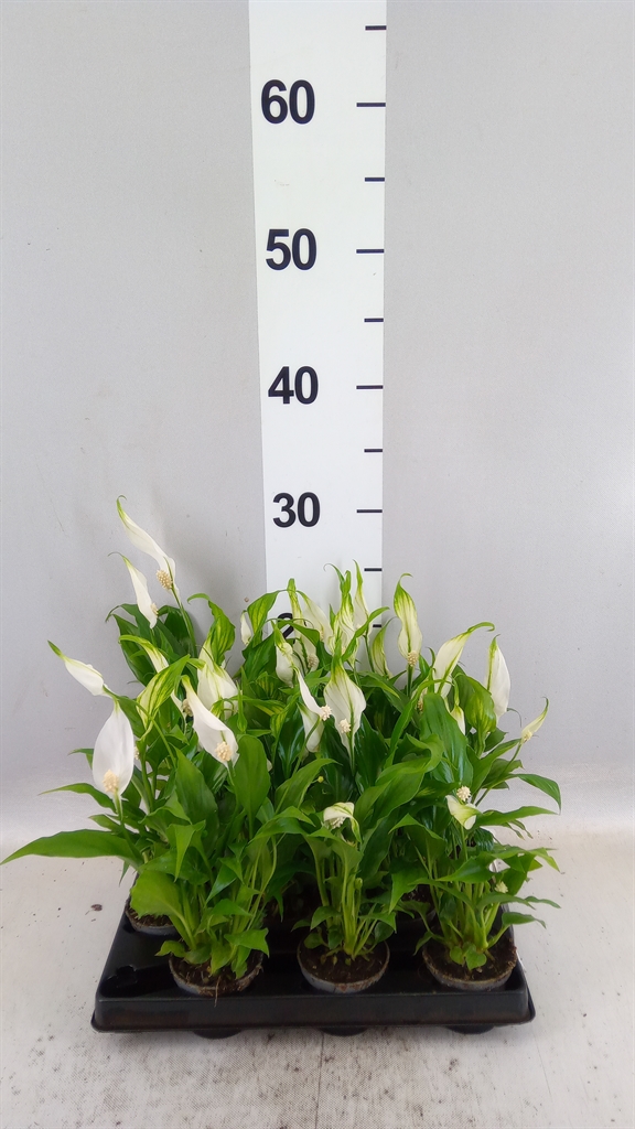 Spath Overig 6Ø 25cm