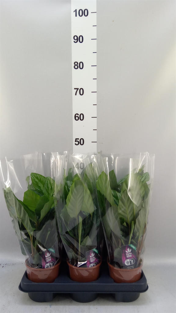 Calat Overig 12Ø 40cm