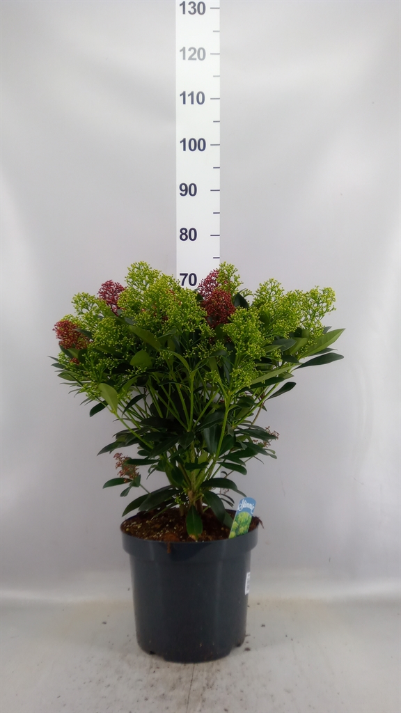 Skimmia Japonica Ov 26Ø 60cm