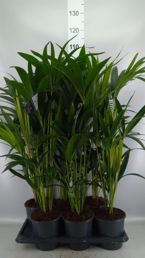 Howea Forsteriana 17Ø 80cm