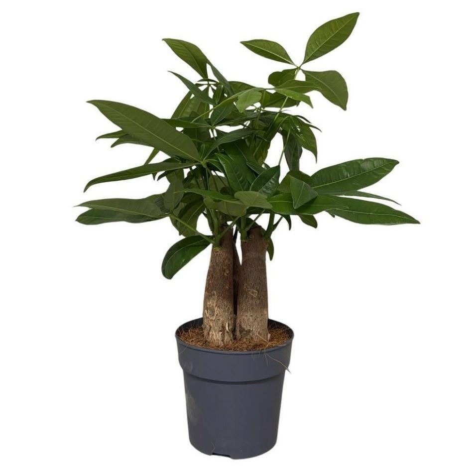 Pachira Aquatica 12Ø 35cm