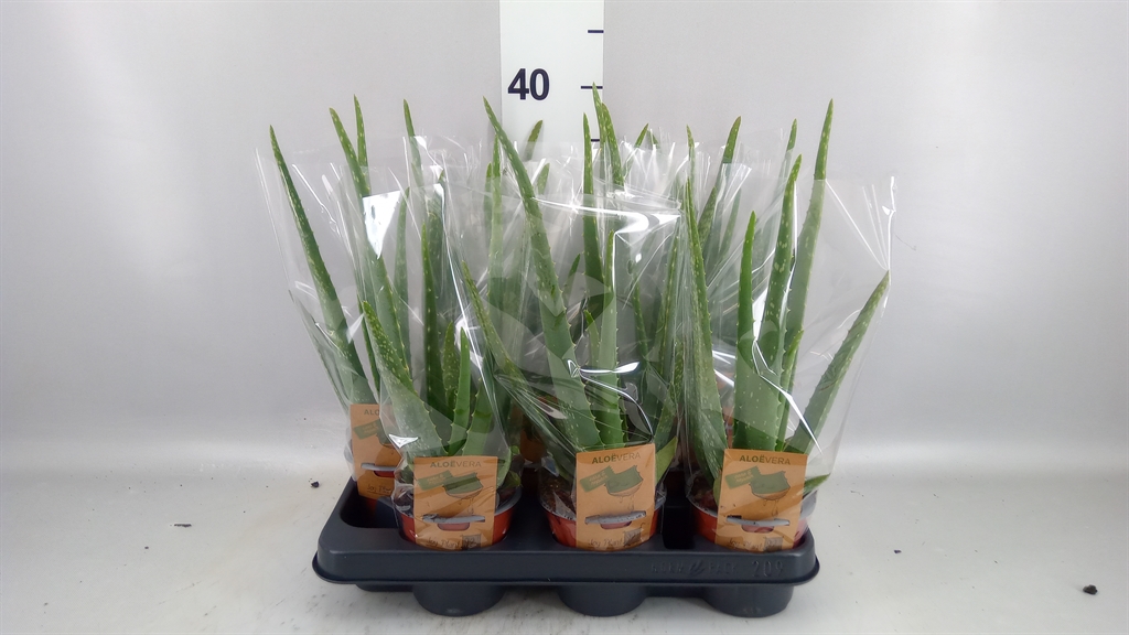 Aloe Vera 10Ø 35cm
