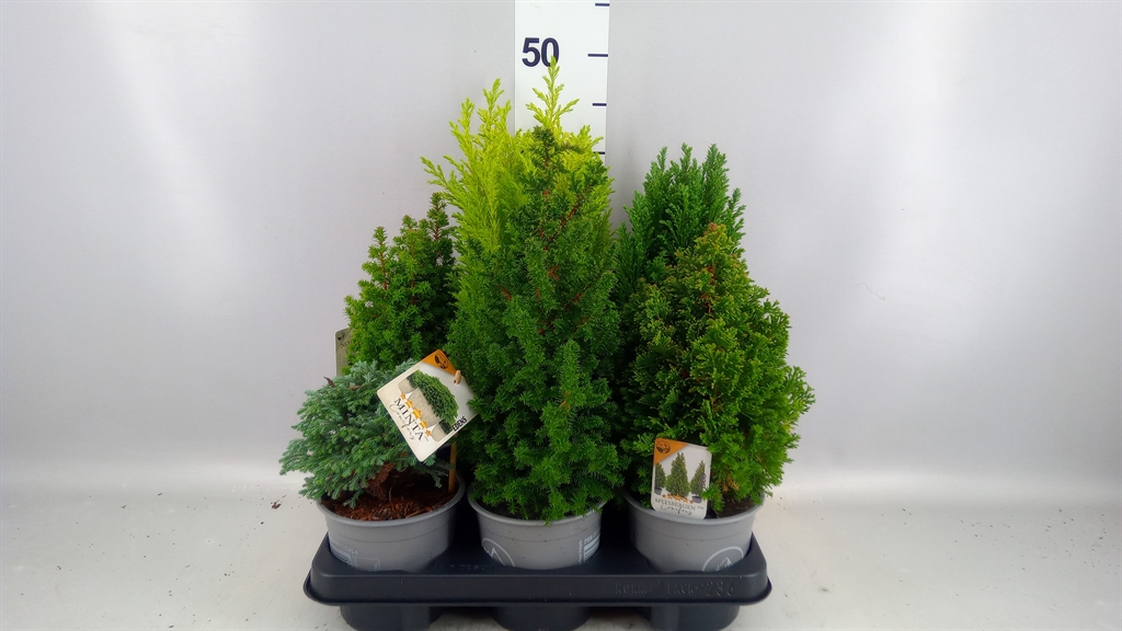 Conifers Mix 13Ø 20cm