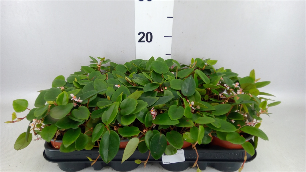 Beg Blad Overig 9Ø 15cm